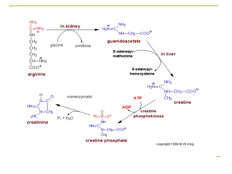Синтез креатина и креатинина